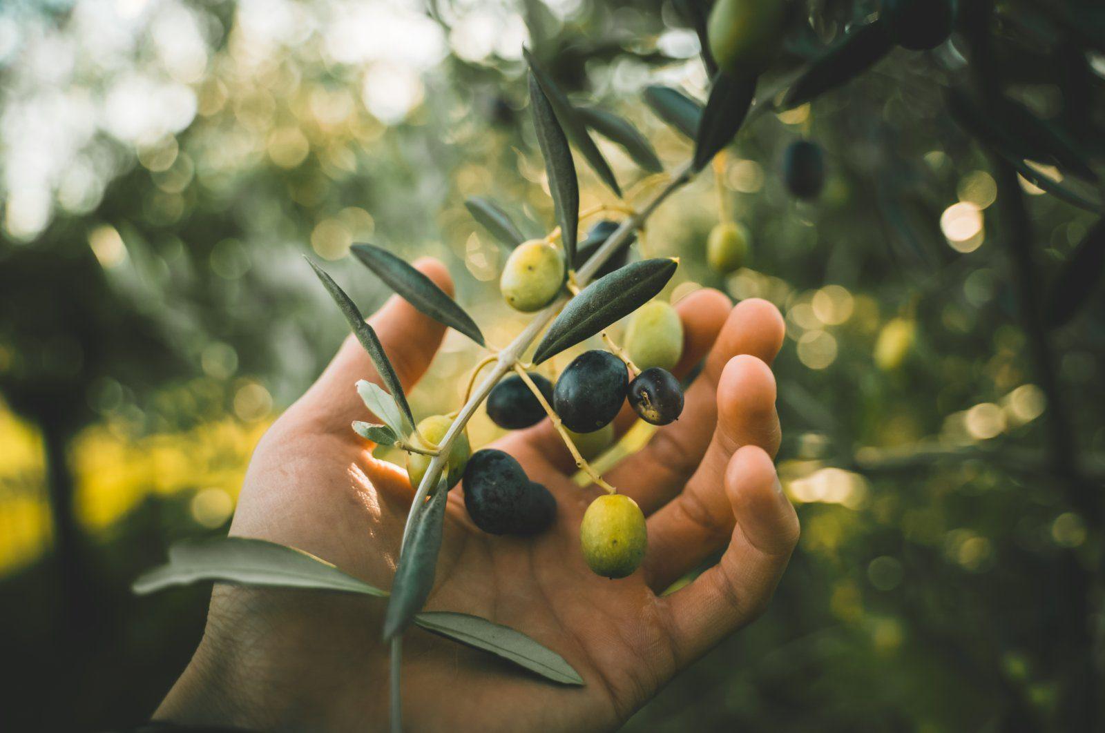 Mediterranean Olive Picking