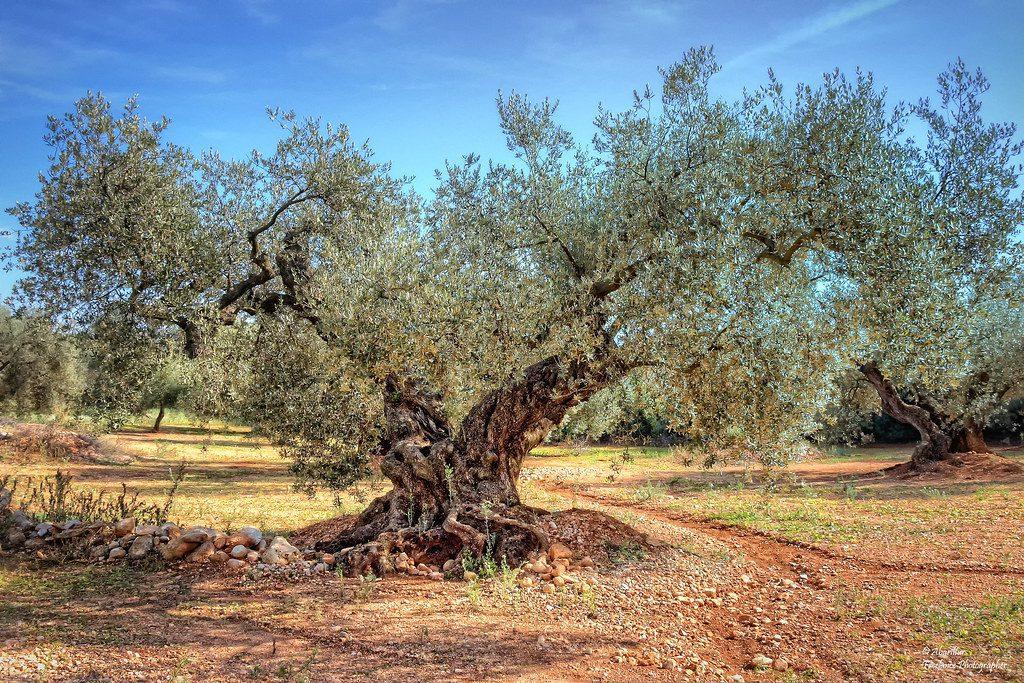 Large Trunked Tree