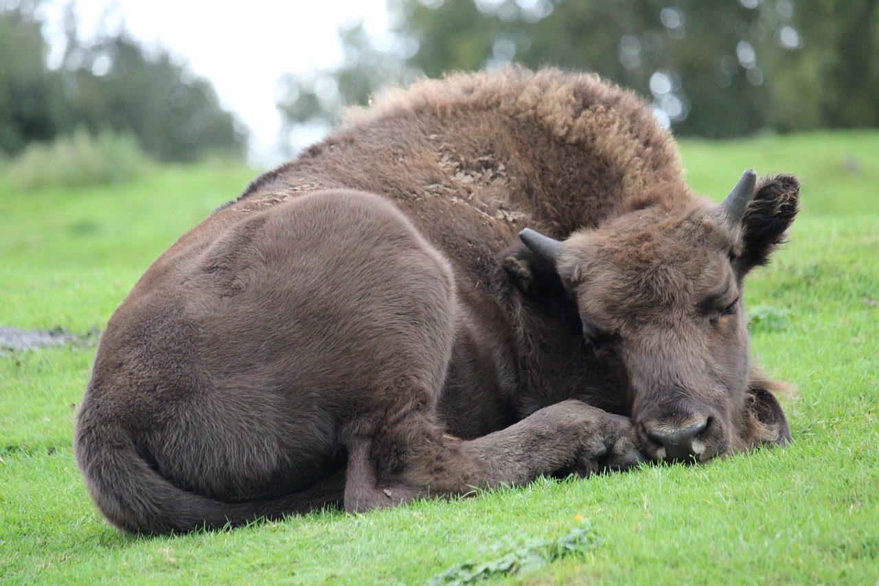 Resting Bison in Natural Habitat