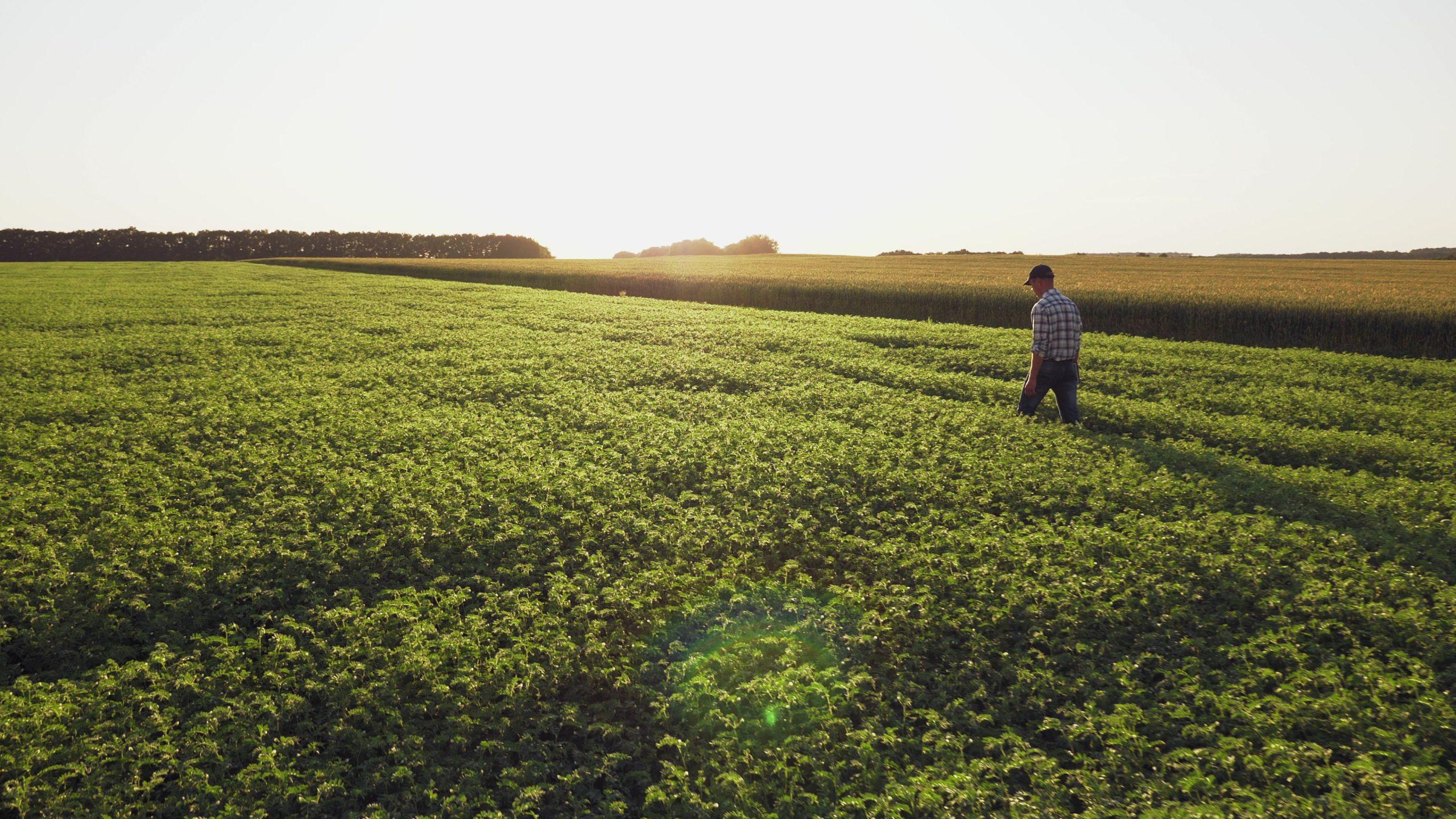 Man Walking Through a Lush Green Field