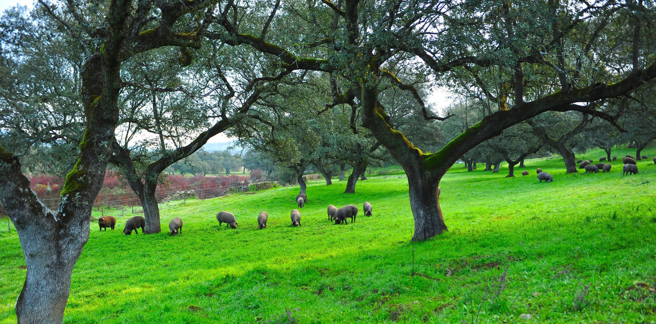 Sheep in Serene Meadow