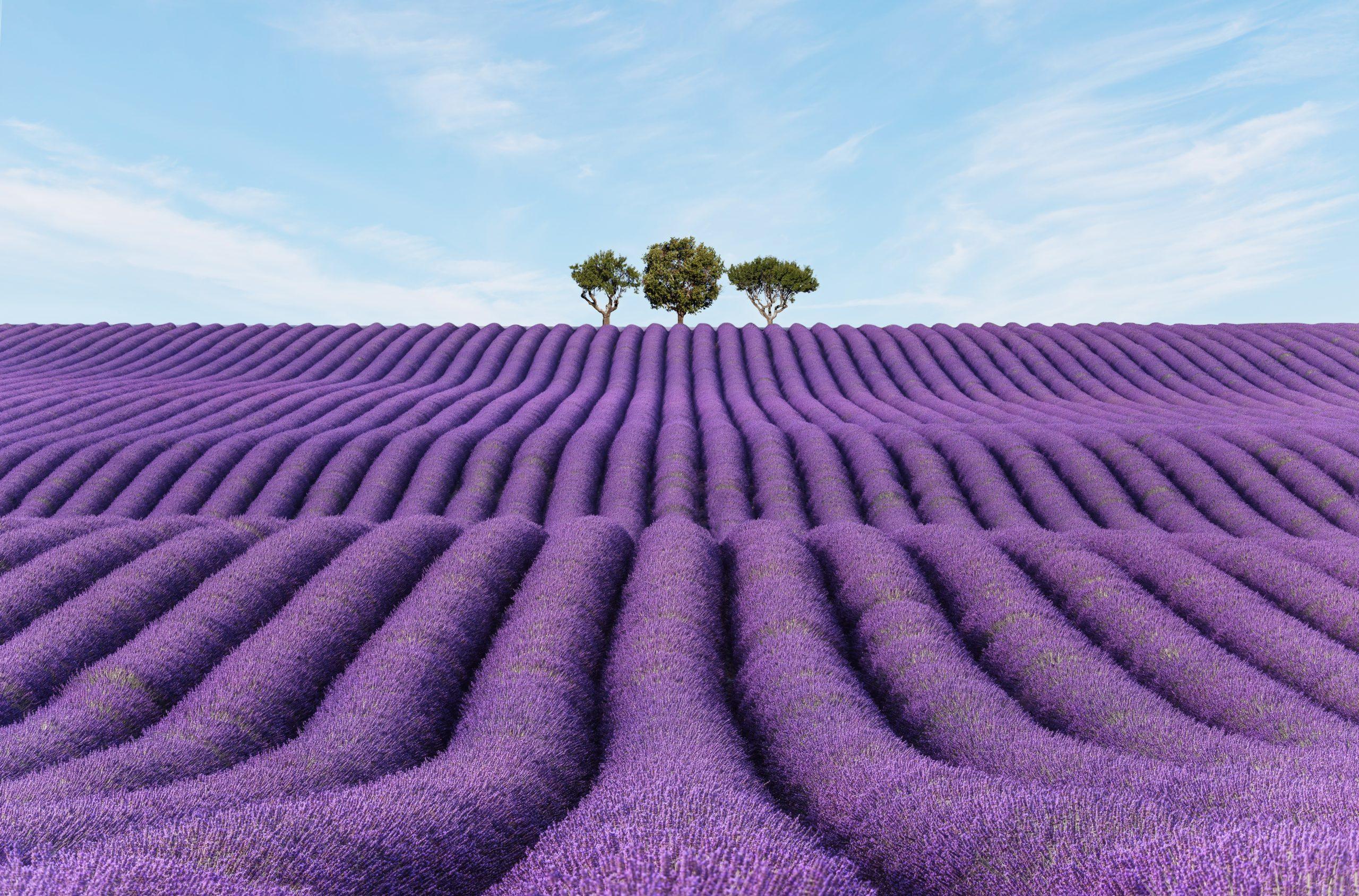 Lavender Field in Bloom