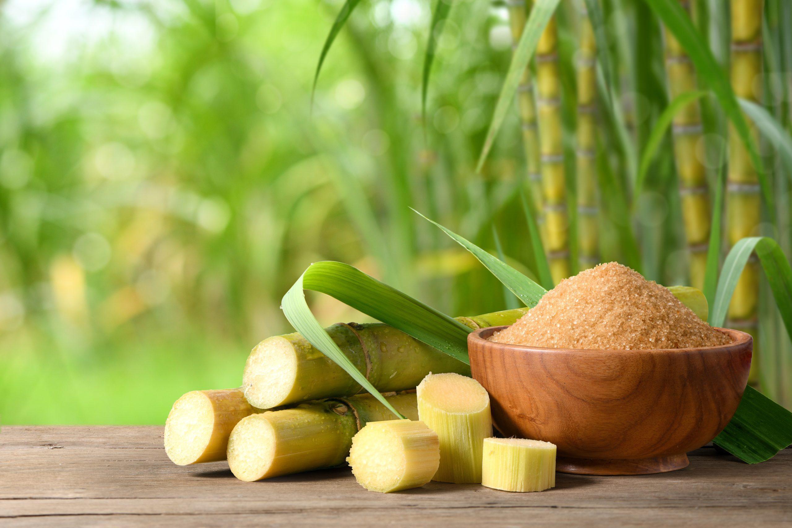 Bowl of Sugar with Cut Sugarcane Outdoors