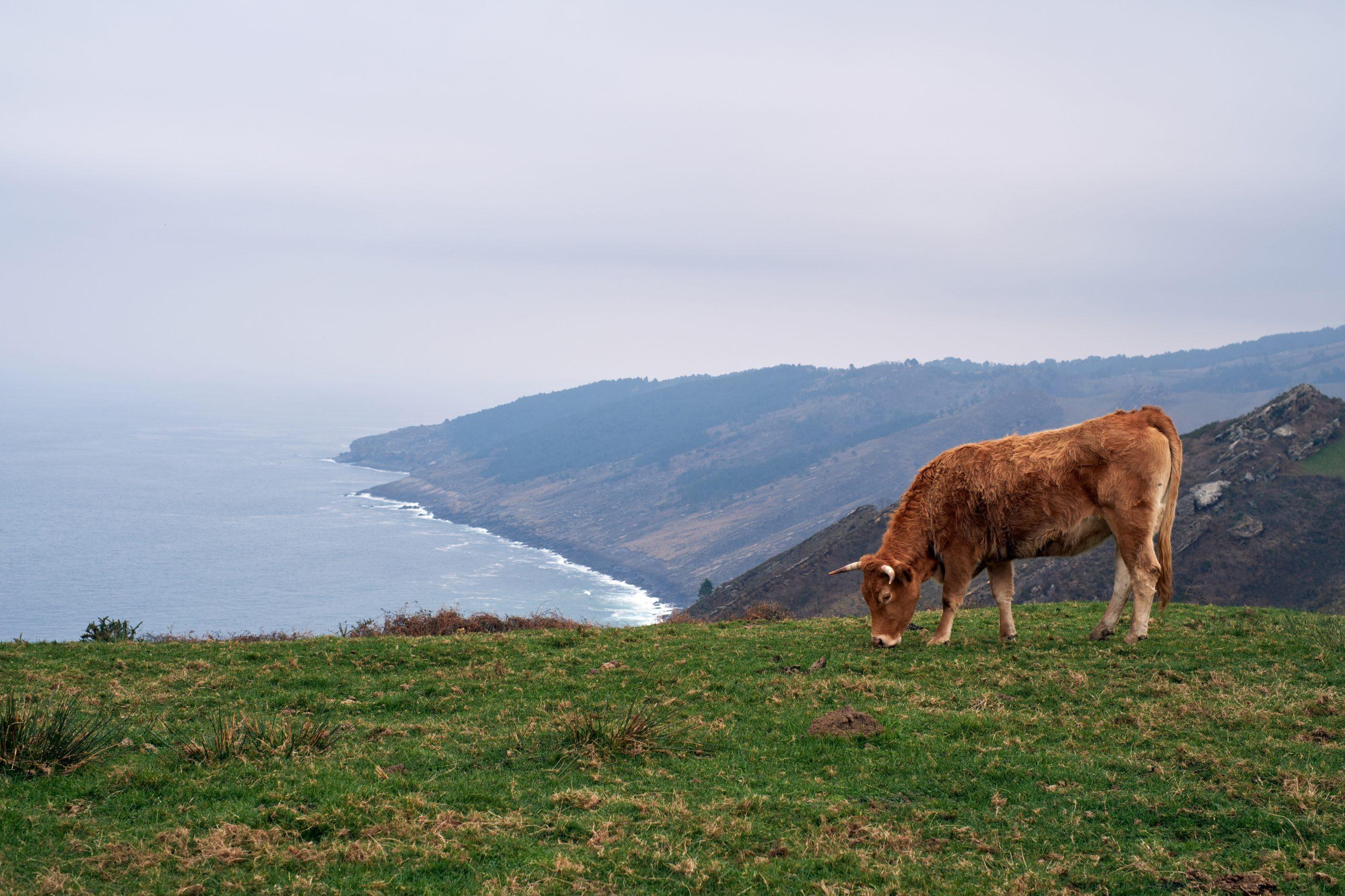 Cow Grazing in Highland Pasture with Mountain View