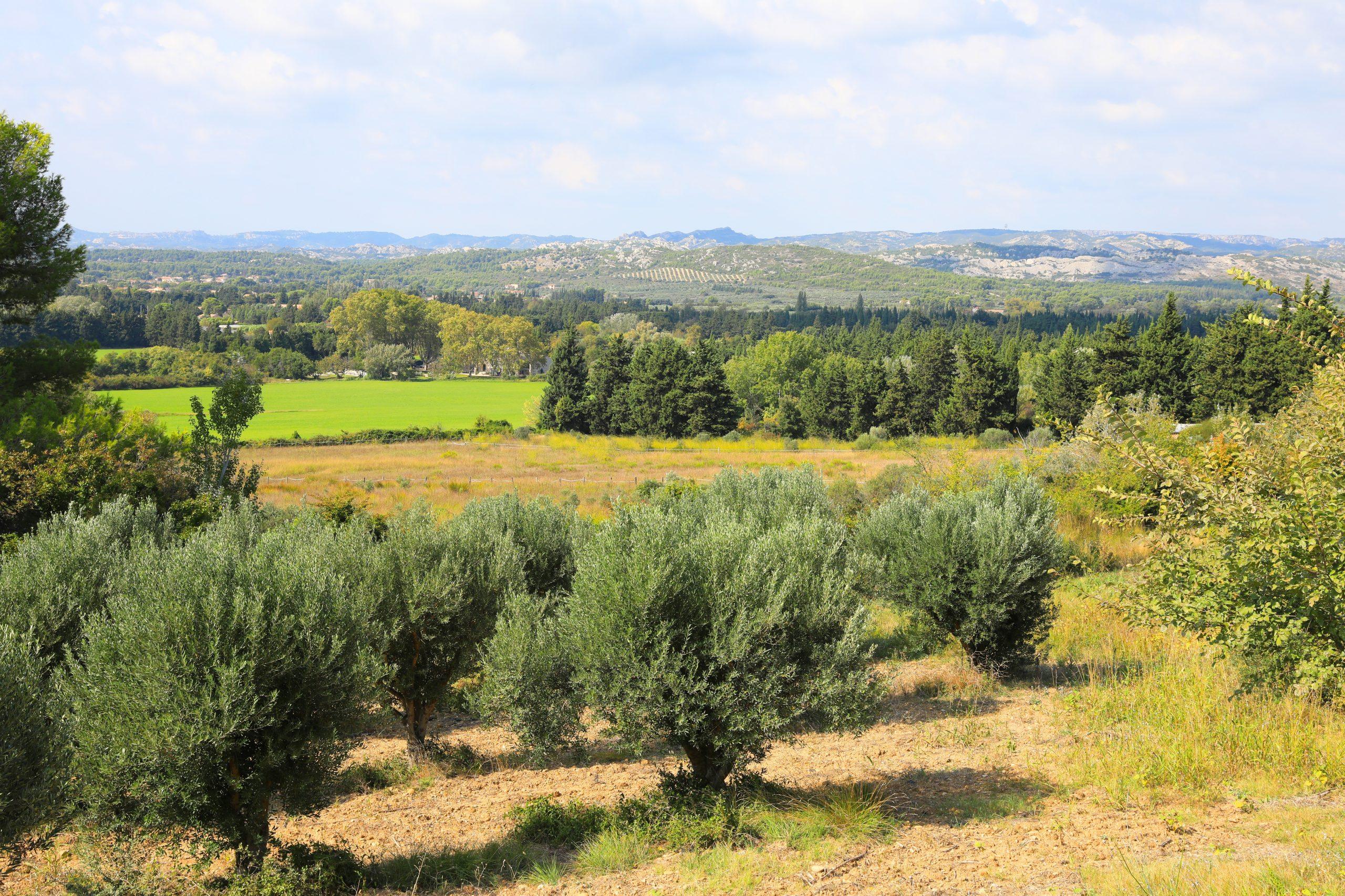 Tranquil Rural Landscape with Grassy Fields and Trees