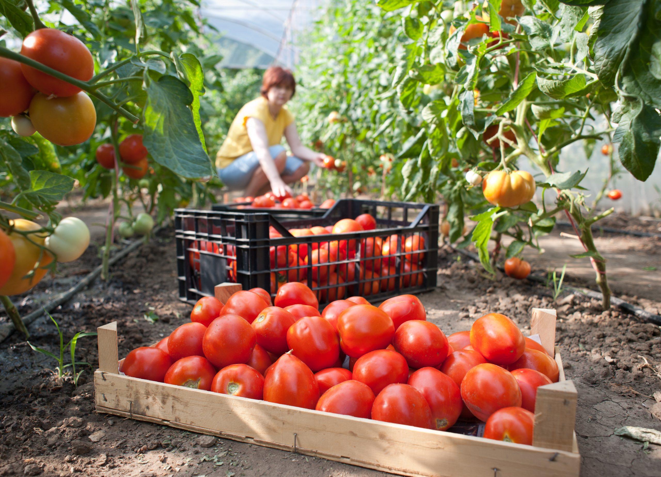 Harvesting Fresh Tomatoes in a Greenhouse
