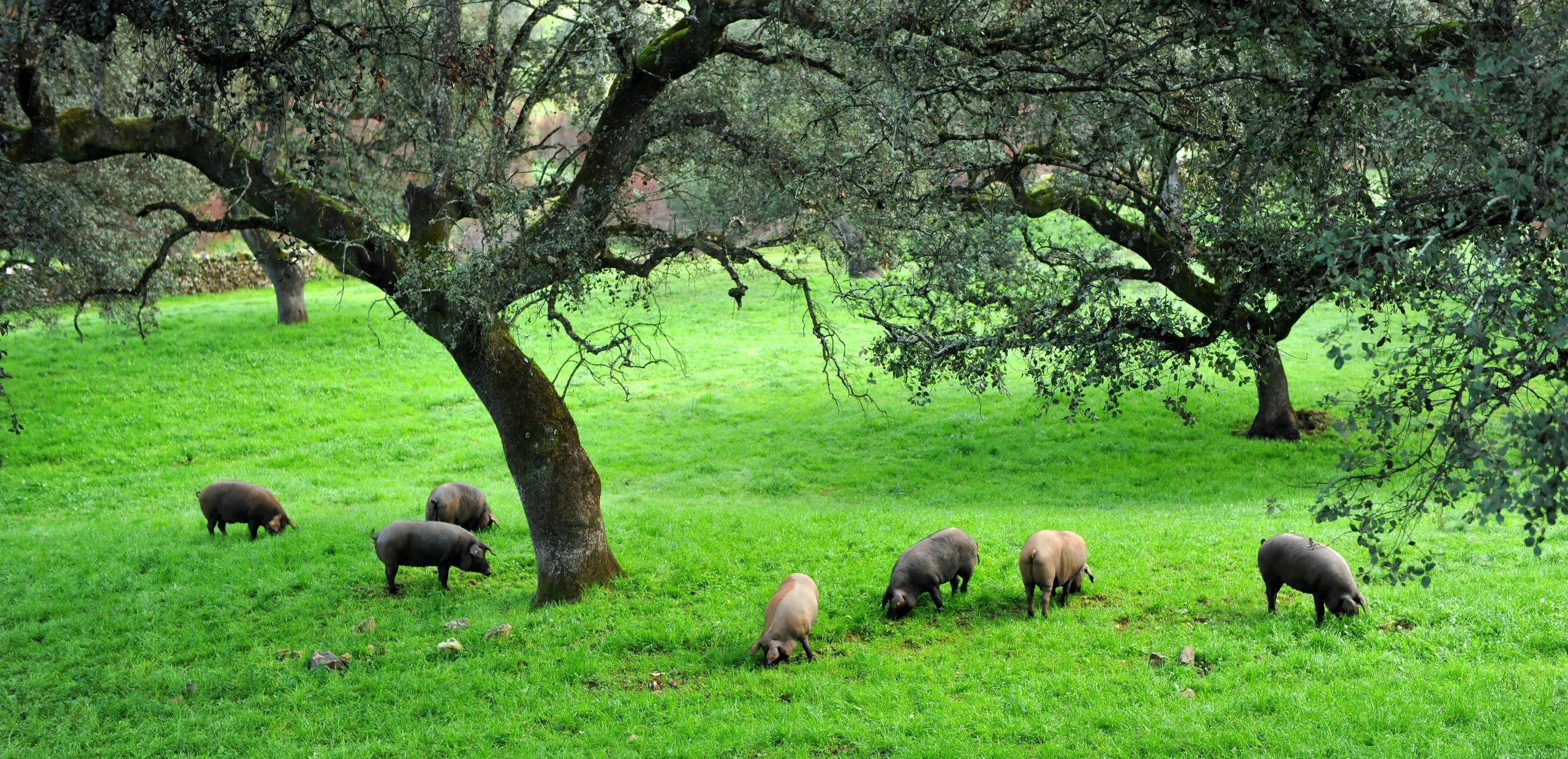 Pigs Grazing in a Green Pasture