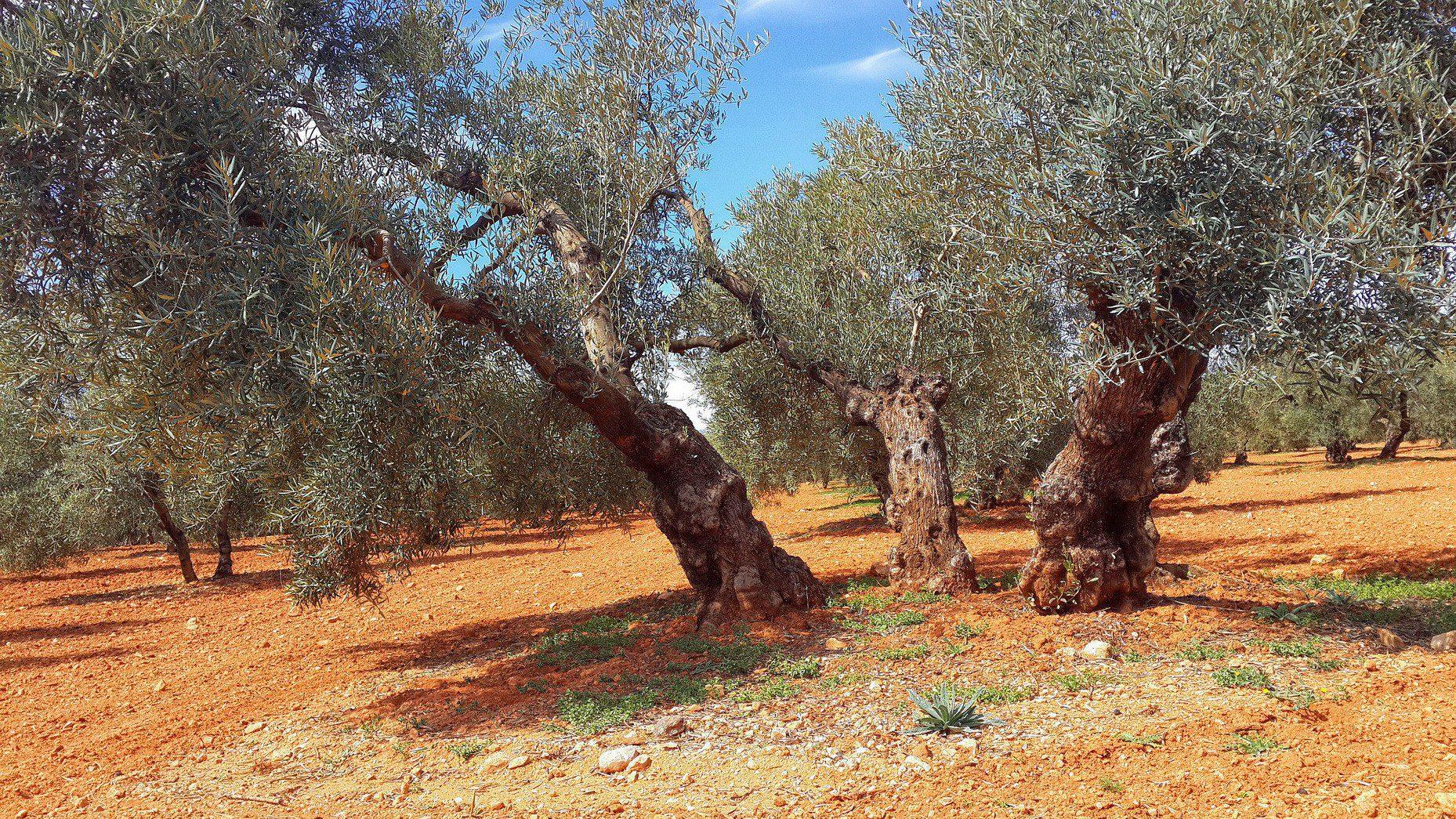 Trees in a Savanna Landscape
