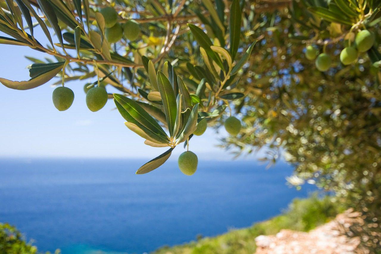 Olive Tree by the Water